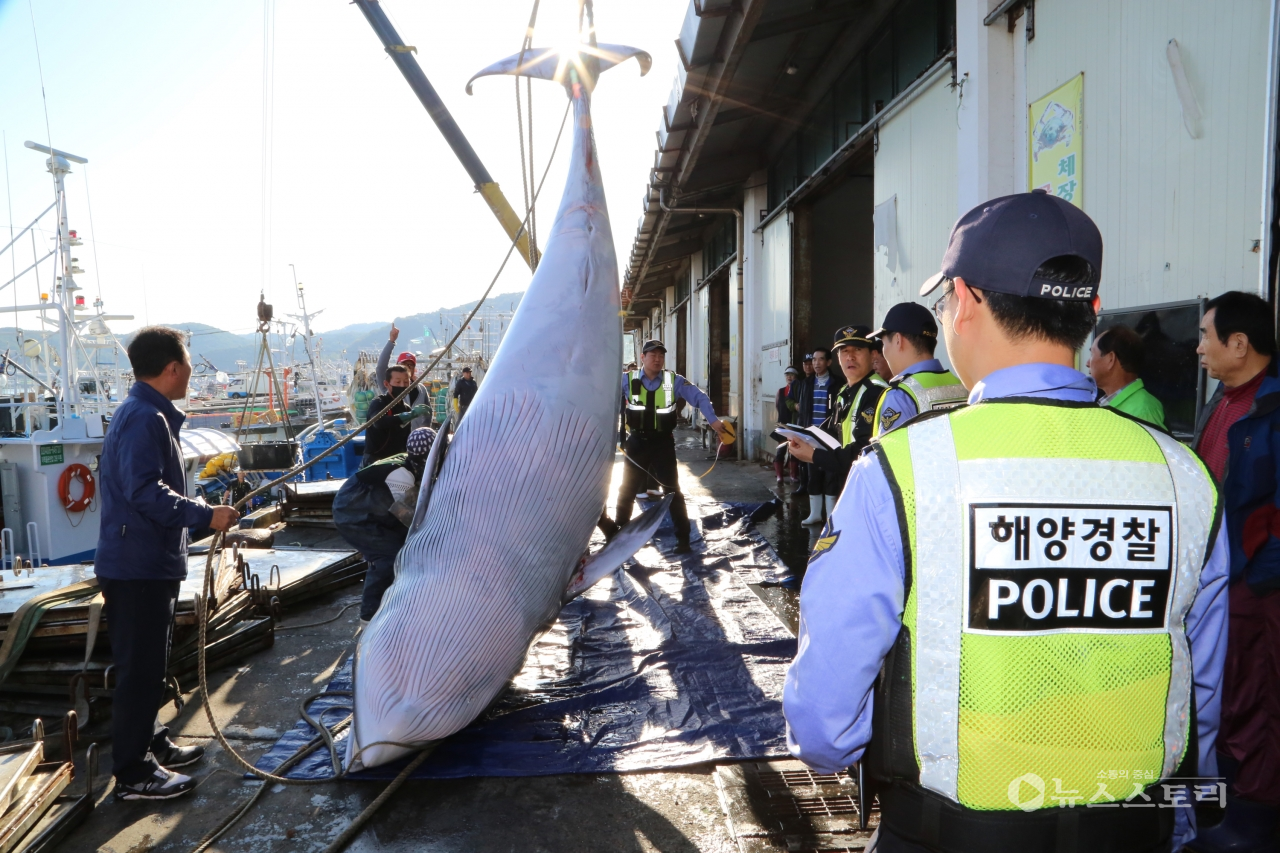 밍크고래를 혼획한 어선이 대천항에 입항해 고래를 육상으로 옮겨 놓고 있다. ⓒ보령해경