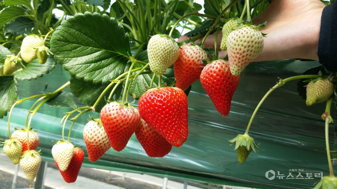 딸기 신품종 ‘비타베리’. ⓒ충남도