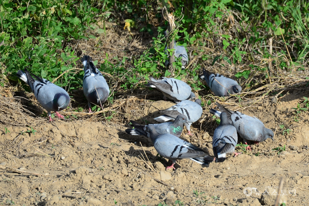연천군 임진강 주변에서 포착된 양비둘기 무리. ⓒ국립생태원