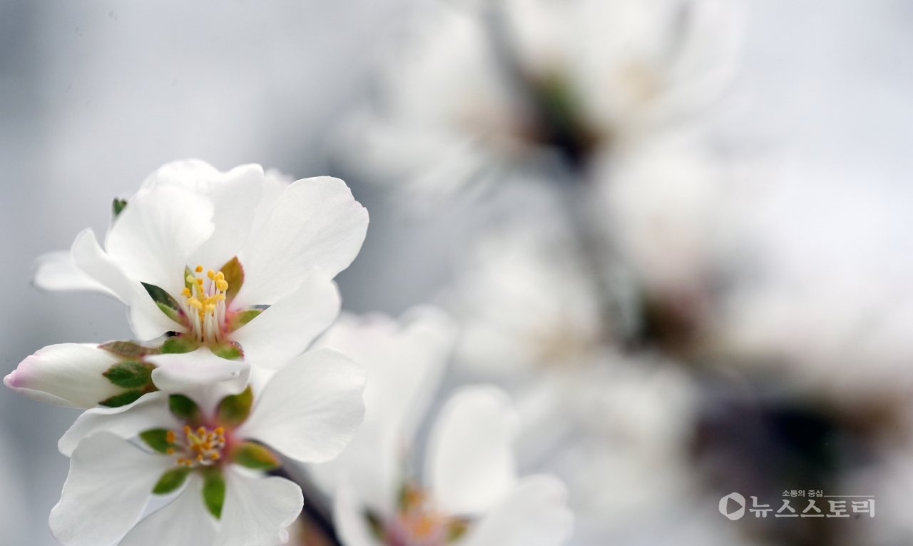 봄 햇살 받은 ‘앵두꽃’