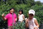 서천군 기산초 ‘텃밭도 가꾸고, 식생활도 개선하고…’