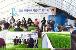 서천군농업기술센터, 쪽파 양액재배 현장 평가회 개최