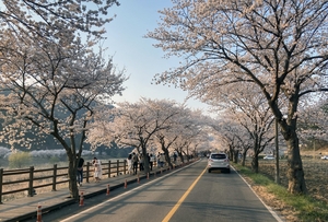 ‘제17회 주산벚꽃축제’ 오는 8일 개최