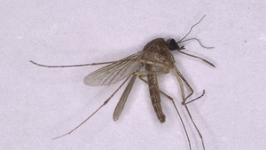 충남 ‘일본뇌염’ 매개 모기 첫 발견